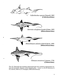      (Holocephali, Chimaeroidei)    (, ,  ) 