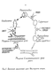     +   Neurospora crassa 