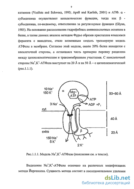 Изучение механизма активного транспорта и структуры каналов переноса ионов  в Na+,K+-АТФазе с помощью электрических измерений на модельной мембране