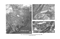 Phytomastigina (Calkins, 1909)   ,      