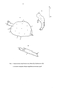  (Crustacea)   (Rotatoria)    