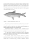  ,      coregonus peled (gmelin, 1789)  