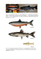 ,      Salvelinus alpinus (L.) complex (Salmoniformes, Salmonidae) 